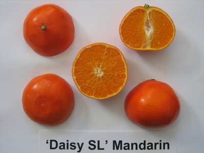 Fruit of 'DaisySL.' Photo credit: T. Williams, Roose lab, UC Riverside.