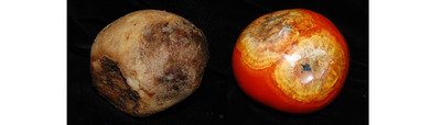 Potato (left) and tomato affected by late blight. Photo credit: Amanda Gevens.