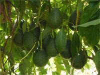 'GEM' avocados on tree. Photo credit: Arpaia lab, UC Riverside. (More photos below.)