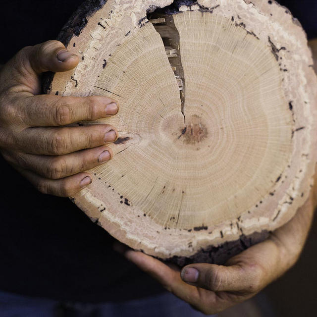 A cross-section of an oak infested by the goldspotted oak borer shows the damage done by the non-native beetle.