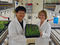 UC Riverside graduate student Seung Cho Lee (left) and his advisor Julia Bailey-SerresJulia Bailey-Serres seen in the lab with a tray of <i>Arabidopsis</i> plants.  <i>Arabidopsis</i> is a small flowering plant used widely by plant biologists as a model organism.  Photo credit: UCR Strategic Communications.