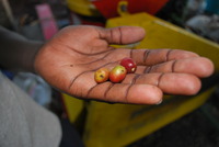 Photo shows antestia-bitten coffee cherry. Photo credit: Global Knowledge Initiative.