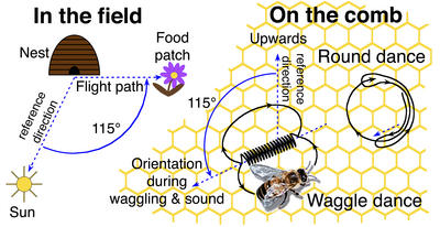 Diagram of the honeybee dance.  (Credit: P. Kirk Visscher.)