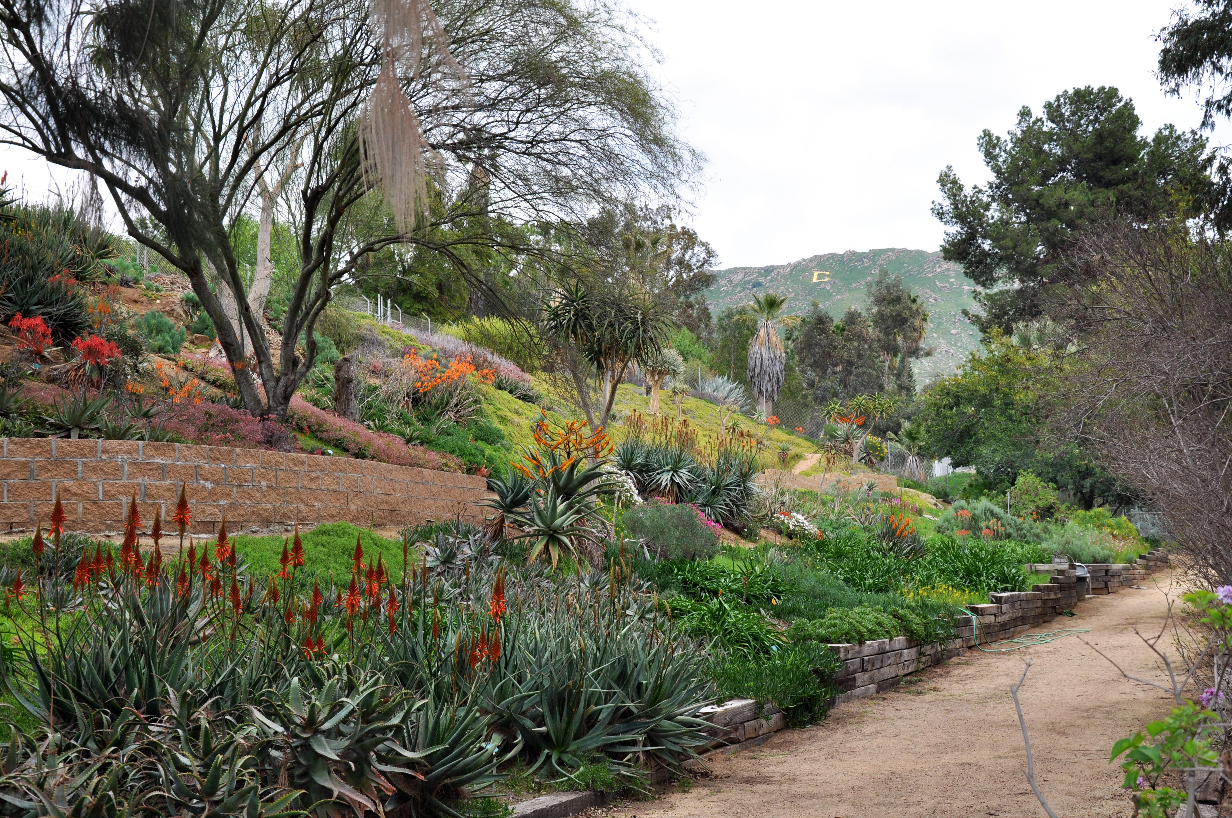 Ucr Newsroom Primavera In The Gardens