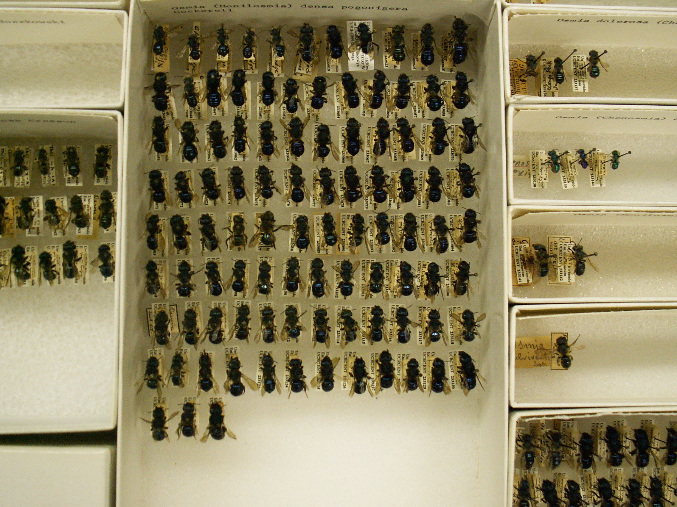 Ucr Newsroom Uc Riverside Entomologist To Oversee Centralized Database Of Bee Specimens