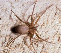 UCR Newsroom: 2,000 brown recluse spiders in a home ... and no bites!